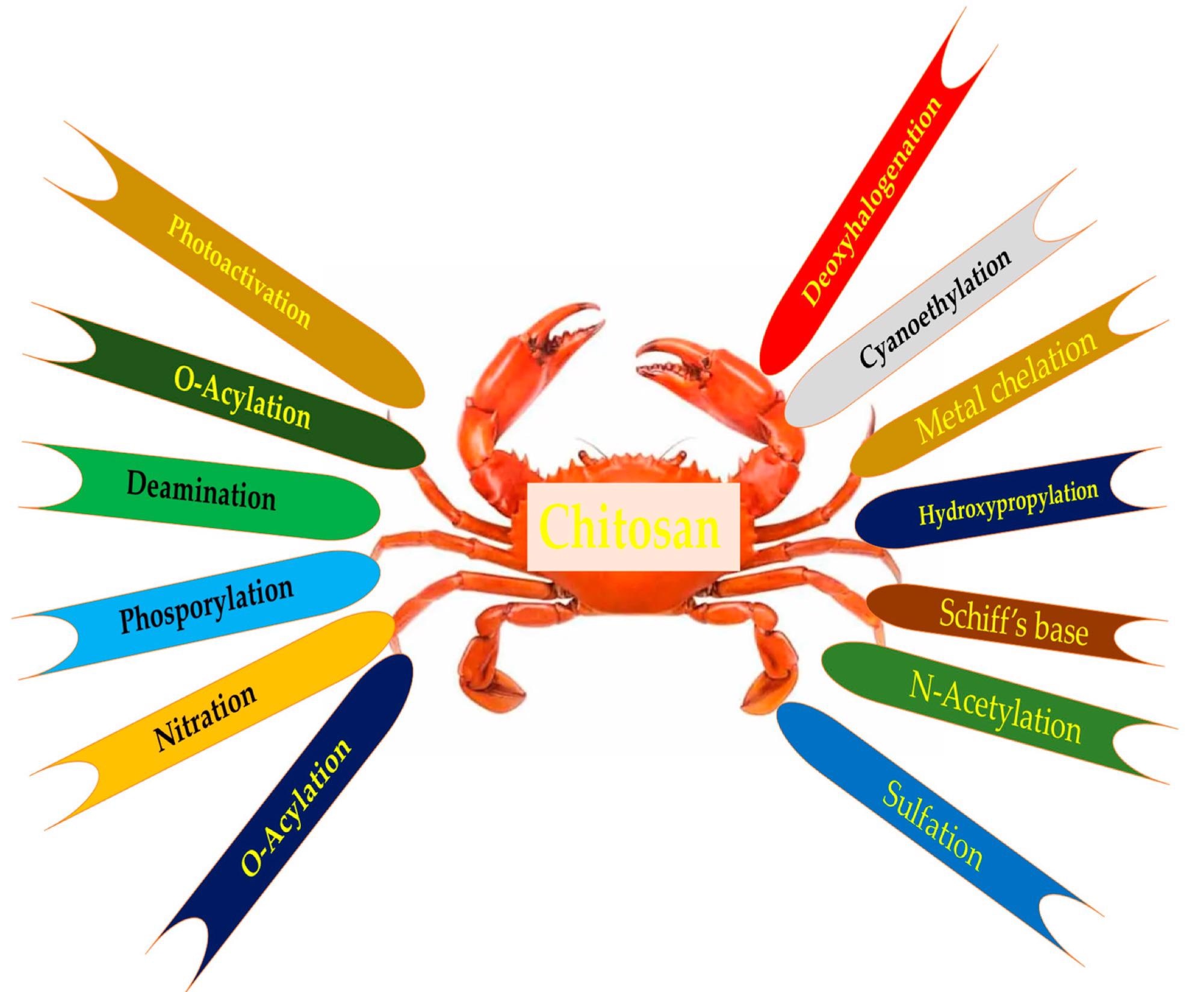 Overview of various chemical modification processes that go into the making of chitosan derivatives.