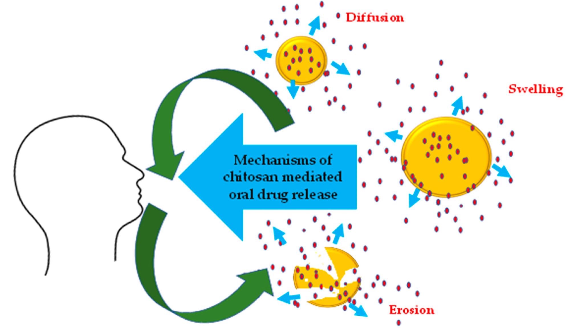Mechanisms of drug release in chitosan and its derivatives.
