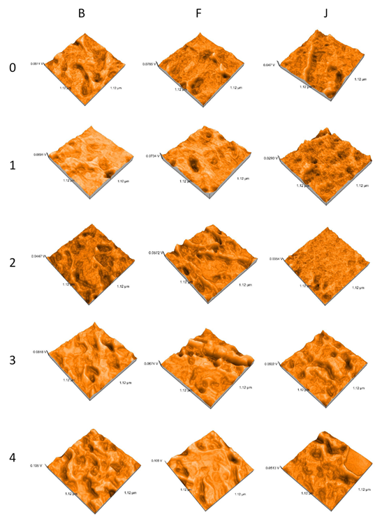 3D reconstructions of AFM images.