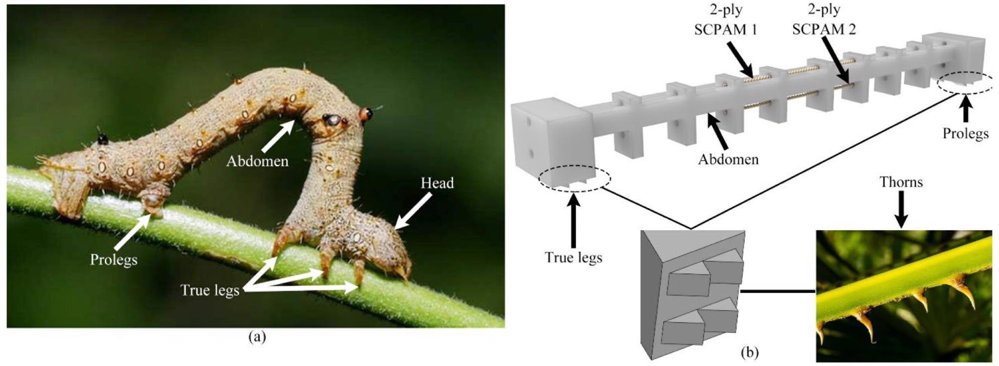 The inspiration for the design of the crawling robot. (a) A crawling inchworm and its tissues. (b) Soft crawling robot model and inspiration source of robot’s leg design.