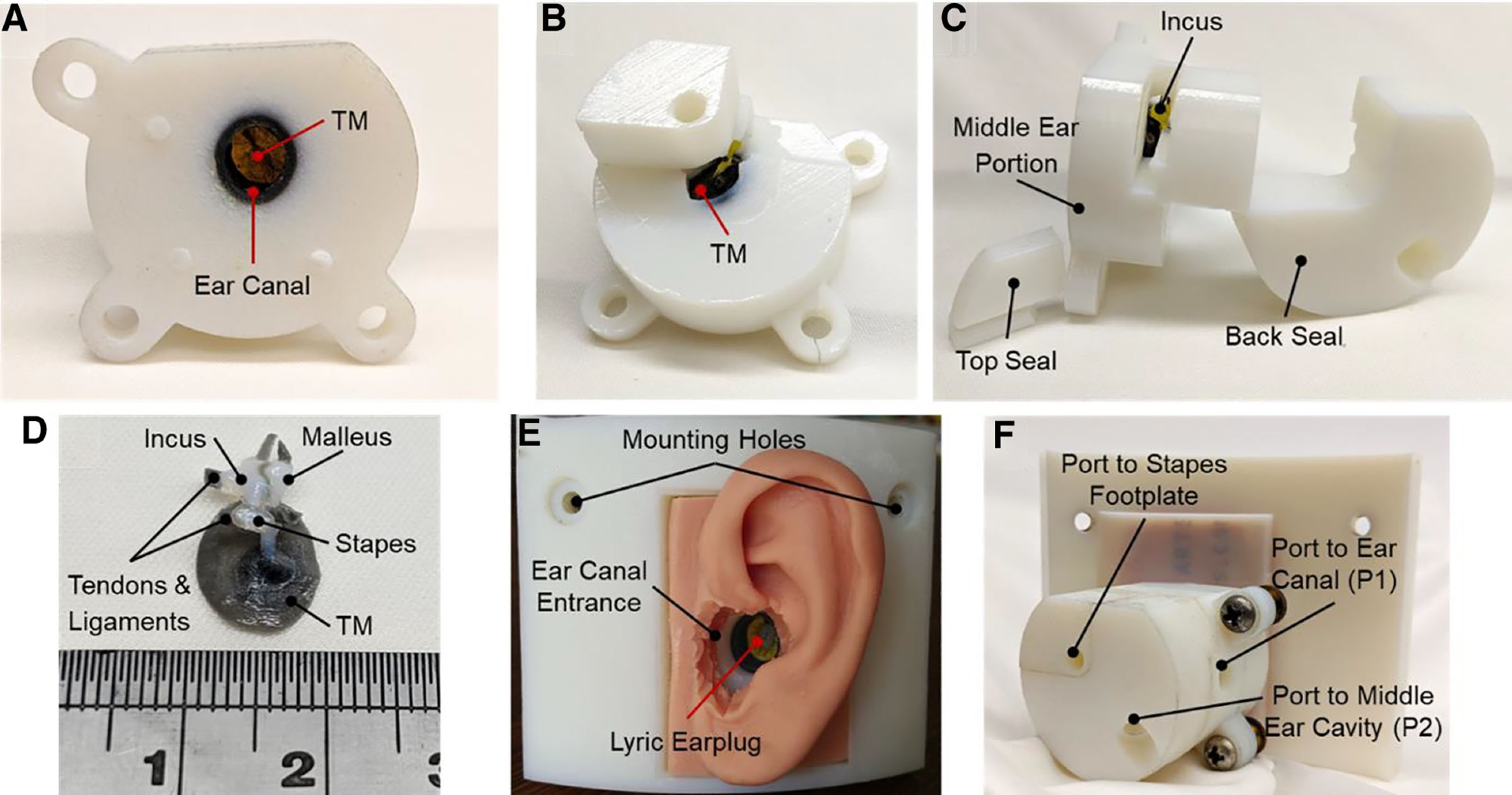 Images of a finished print of the 3D printed TB’s unassembled middle ear portion. A, Lateral view of the middle ear portion showing the ear canal and TM within. B, Medial view of the middle ear portion of the 3D printed TB showing the opening used for cleaning. C, Posterior view of the 3D printed TB’s middle portion with the seals. D, A 3D print of the ossicles, TM, and ligaments and tendons from within the middle ear cavity of the 3D printed TB. The ossicles were imaged without the surrounding material and with a scale to highlight the detail and size of the middle ear tissues. E, Lateral view of the assembled 3D printed TB with a Lyric earplug inserted into the ear canal. A silicone mold of the pinna was adhered to the 3D printed TB to simulate the outer ear. F, Medial view of the assembled 3D printed TB showing the ports to measure the pressures at the TM and in the middle ear cavity and to access the stapes footplate. TB indicates temporal bone; TM, tympanic membrane.