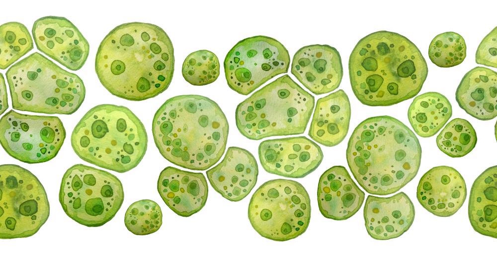 How Can Microalgae be Used to Produce Biodiesel?