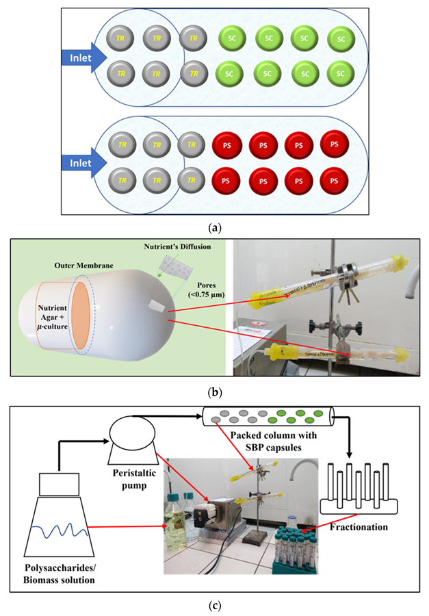 Schematic diagram of the continuous simultaneous reactor with SBP capsules: (a) Two columns packed with SBP capsules. Two colors in the columns depicted in the scheme represent two different encapsulated organisms. Each column contains encapsulated micro-organisms for saccharification and fermentation processes. The upper column was packed with T. reesei (TR) cells and the consecutive—with encapsulated S. cerevisiae (SC) cells. The bottom column was packed with encapsulated T. reesei cells and the consecutive column with P. stipitis (PS) cells. (b) The capsule (left panel) consists of an external membrane that encases the aquatic exogenous micro-inoculum and nutrient supplemental specific growth medium. The porous membrane allowed for free the diffusion of oxygen and nutrients to the internal micro-culture. Columns packed with capsules are shown on the right panel. (c) The reactor consisted of a feed container with a specific substrate stock solution, a peristaltic pump and pipes, glass columns packed with SBP capsules containing micro-organisms, and the fractions collection system. (d)—an image of a designed reactor.