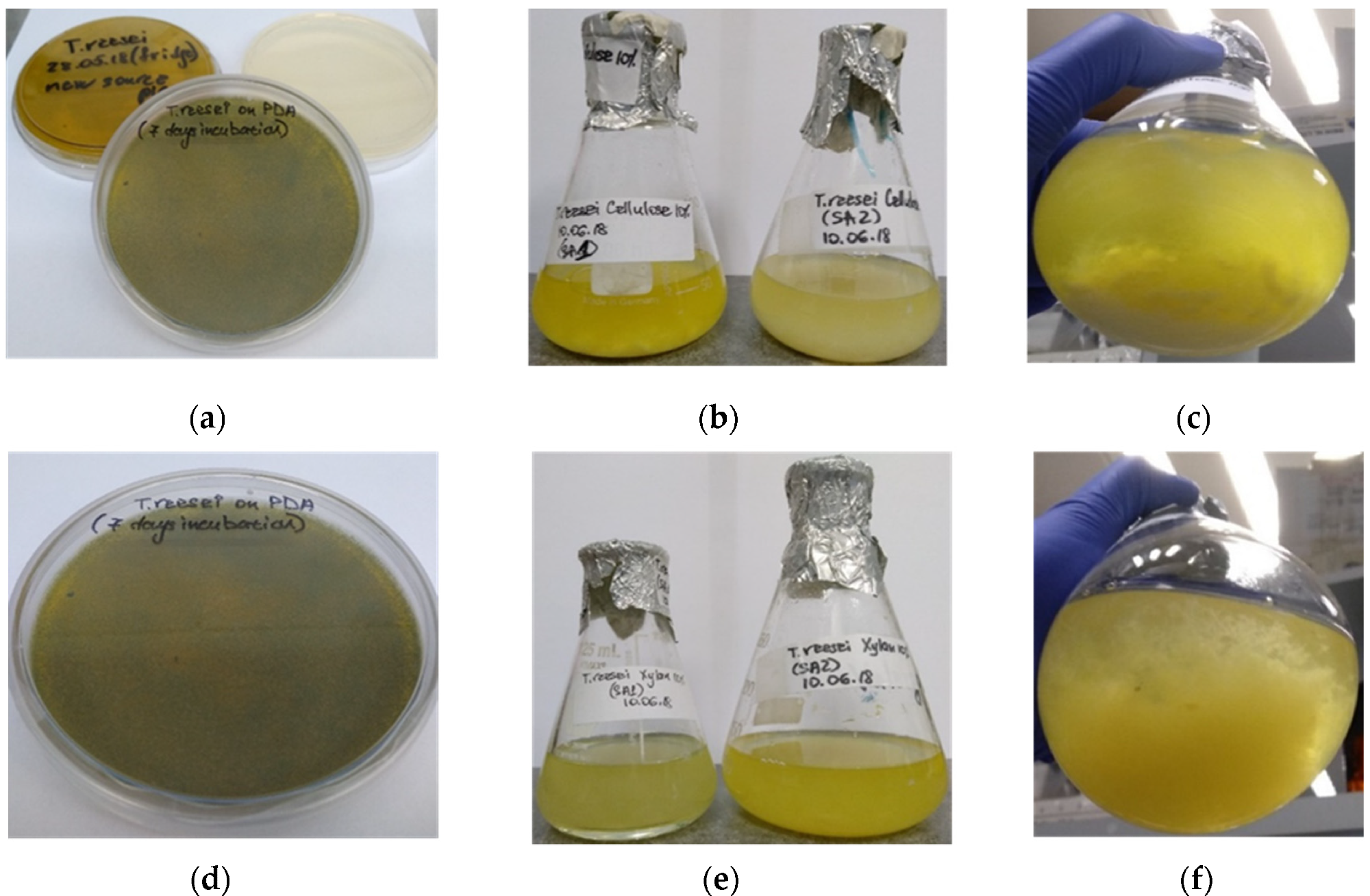 Shake-flask cultivation of T. reesei on cellulose-based (a–c) and xylan-based (d–f) culture media. (a,d)—PDA plates with fungal mycelium after 7 days incubation at 30 °C; (b,c)—biomass production of T. reesei cultured in the growth medium with cellulose added as carbon source, after 14 days incubation at 30 °C; (e,f)—biomass production of T. reesei cultured in the growth medium with xylan added as carbon source system, after 14 days incubation at 30 °C.