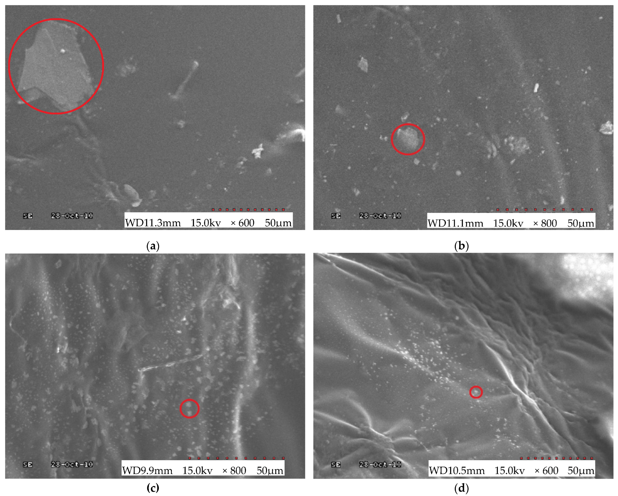 SEM of NMF modified asphalt: (a) 0% compatibilizer content (magnitude ×600); (b) 4% compatibilizer content (magnitude ×800); (c) 8% compatibilizer content (magnitude ×800); (d) 12% compatibilizer content (magnitude ×600).