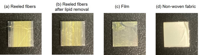 Study Analyzes Cell Adhesion Behaviors on Spider Silk Fibers.