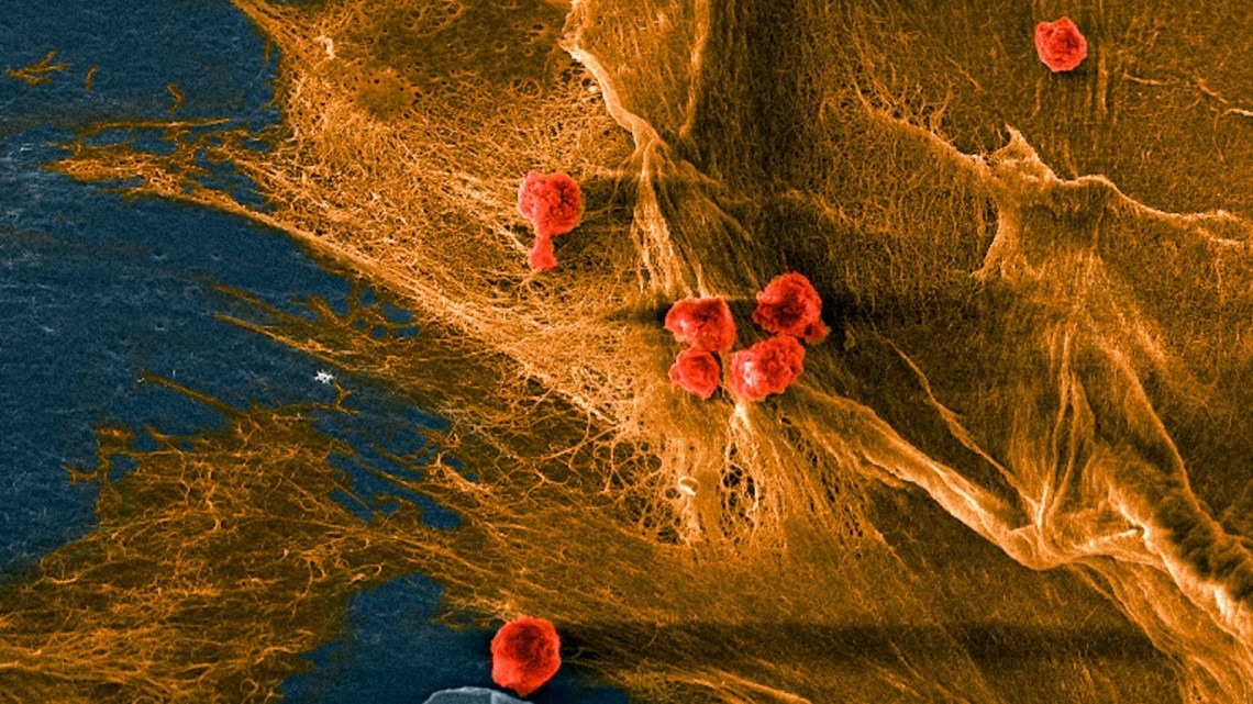 Biomaterial Offers Promising New Approach to Mimic Natural Tissue