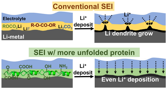 The Formation and Development of Protein-Modified SEI in Li Metal Batteries.