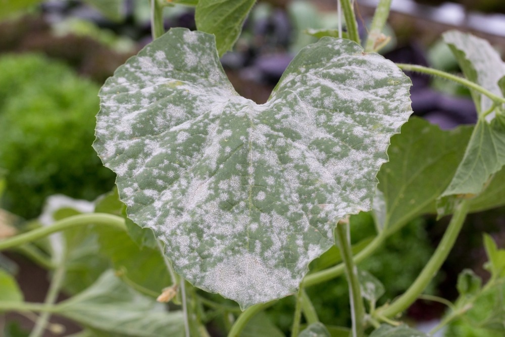 How Can Carbohydrate Biopolymers Protect Plants from Fungi?