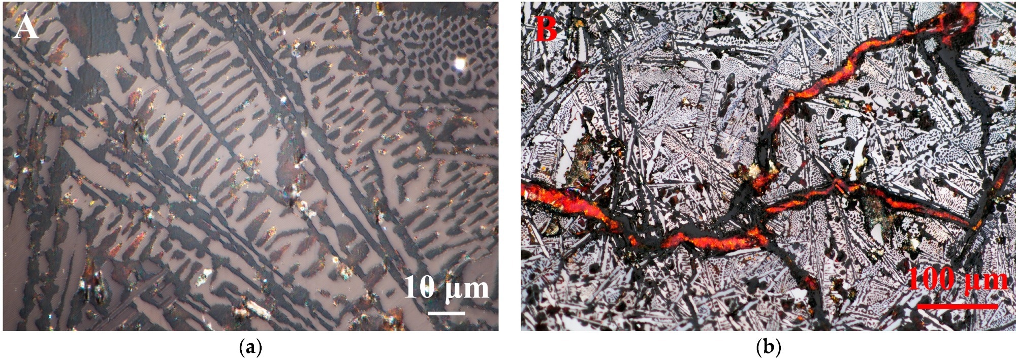 Metallographic diagrams of an archaeological iron artifact from the Nanhai I. Primary cementite and eutectic ledeburite (a); cracks of the iron (b).