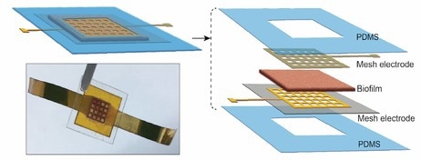 New Biofilm Powered by Bacteria to Initiate Green Revolution.