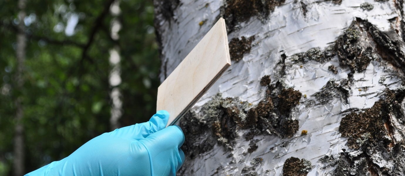 An Eco-Friendly Alternative for Adhesives.