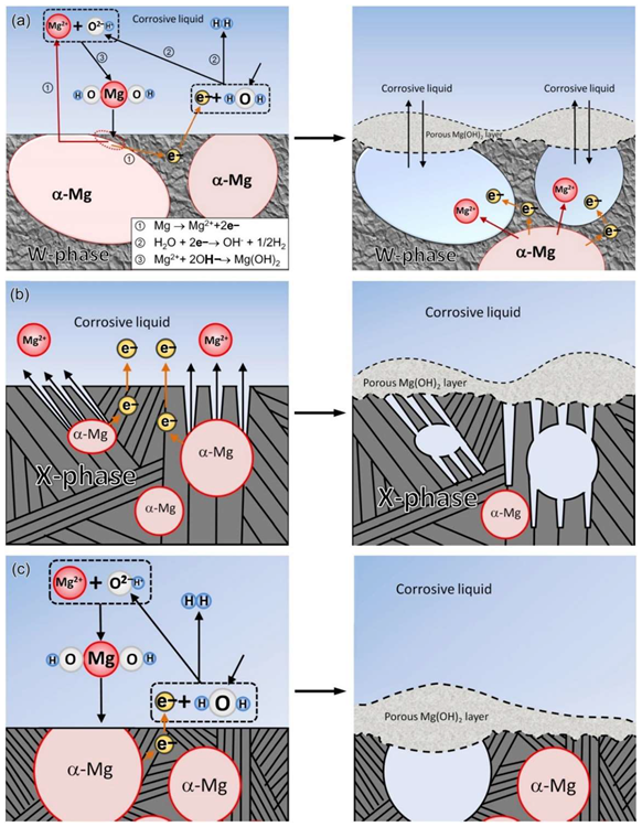 Schematic diagram of the corrosion mechanism: (a) MgY1.72Zn2.81Zr0.17 alloy, (b) MgY3.83Zn3.03Zr0.17 alloy, (c) MgY2.58Zn1.27Zr0.15 alloy.