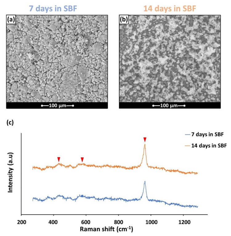 (a,b) The HA formation on BGMS_LS samples after soaking in SBF; (c) typical Raman spectra acquired on the HA precipitates. The arrows indicate the main peaks of HA.