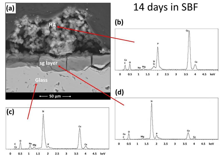 BGMS_LS samples after immersion in SBF for 14 days: (a) cross section and (b–d) EDS spectra.