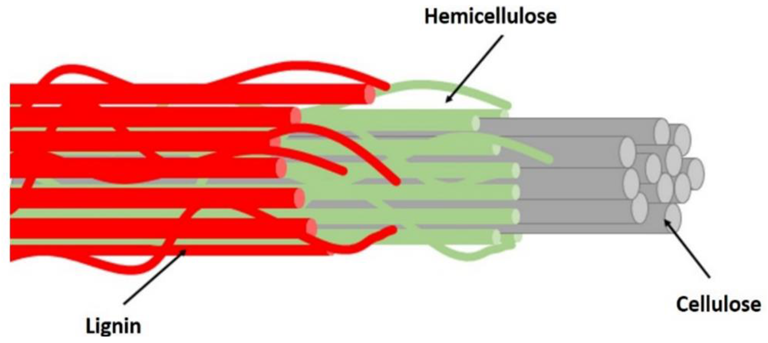 Basic structure of PF