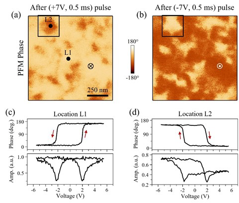 Coexistence of regions with positive and negative d33,eff in IrOx/La:HfO2 (20 nm)/IrOx capacitors. (a,b) PFM phase images after application of (+7 V, 0.5 ms) pulse (a), and (-7 V. 0.5 ms) pulse (b). The square in (a,b) represents a region with positive d33,eff. (c,d). Representative bias-off hysteresis loops obtained in location L1 (c) and in location L2 (d).