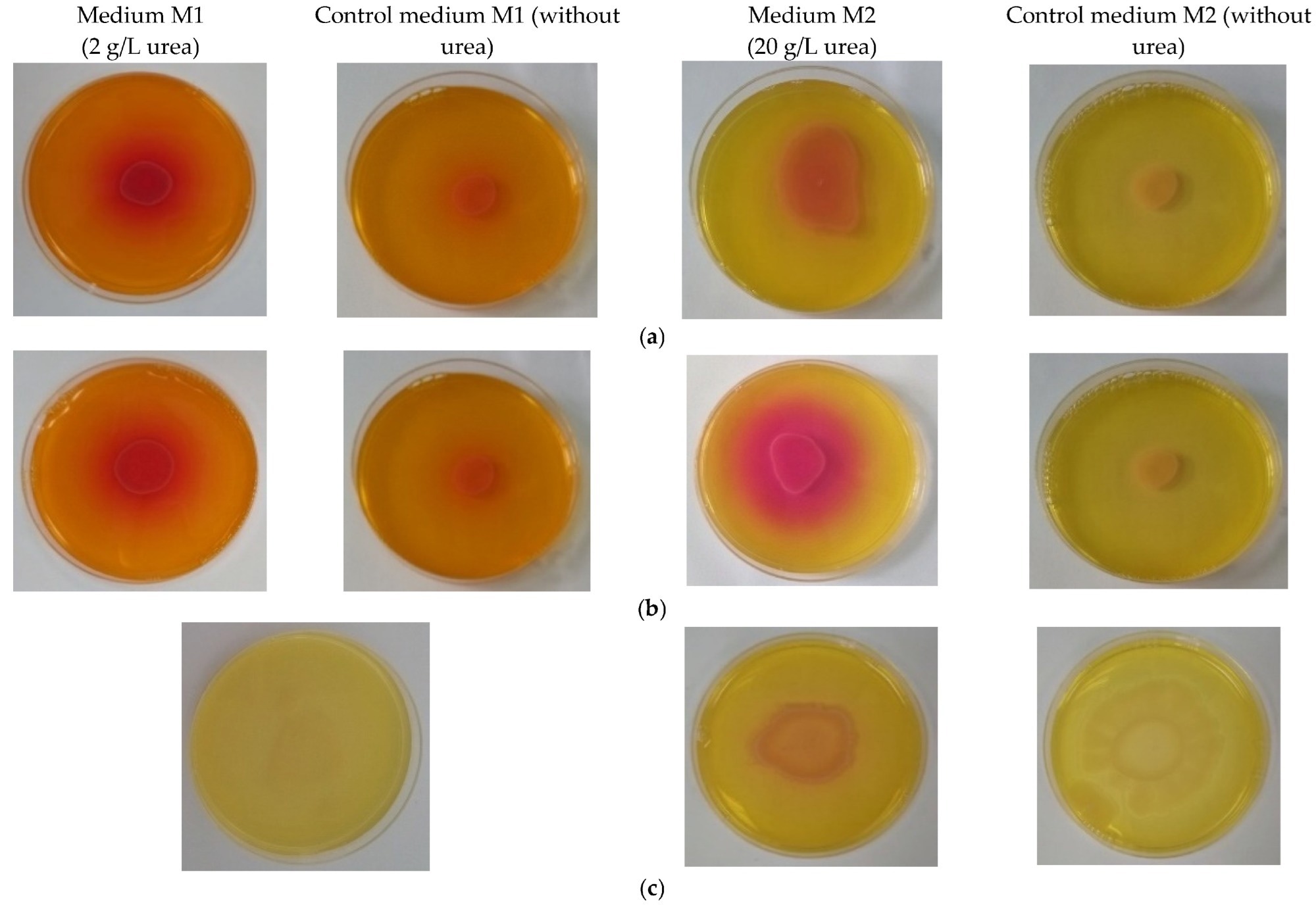 Ureolytic activity of bacterial strains in Petri plates on solid media of different compositions: (a) B. licheniformis on media M1, M2 and their corresponding controls (without urea and calcium ions); (b) B. subtilis on media M1, M2 and their corresponding controls (without urea and calcium ions); (c) B. amyloliquefaciens on media M1, M2 and their corresponding controls (without urea and calcium ions).