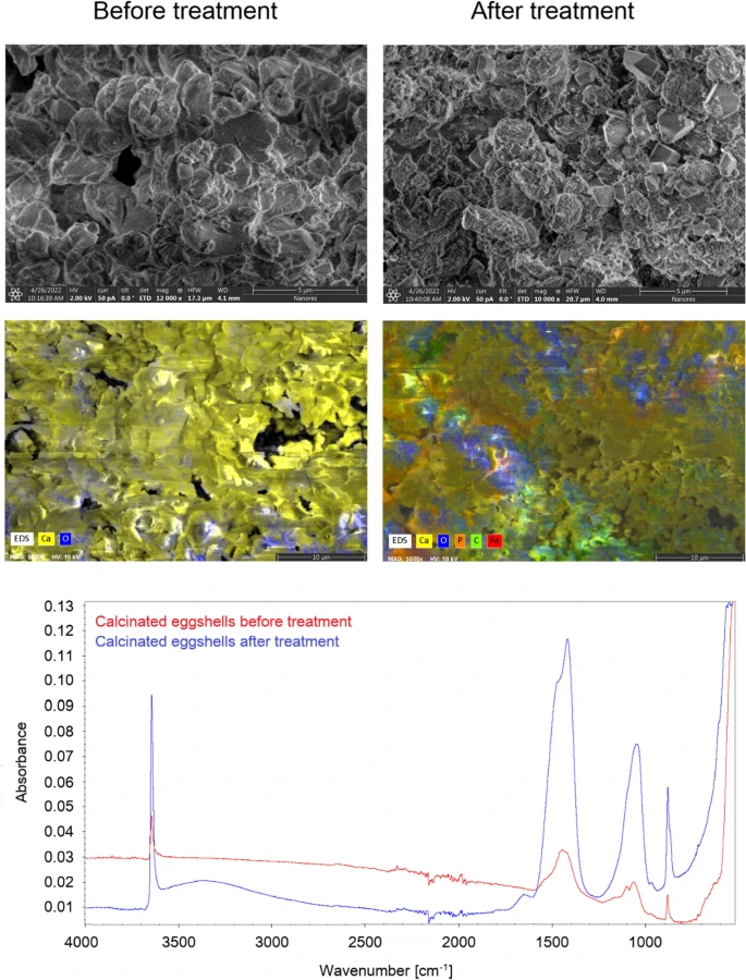 FT-IR spectra and SEM with EDS images of calcinated eggshells before and after sorption.