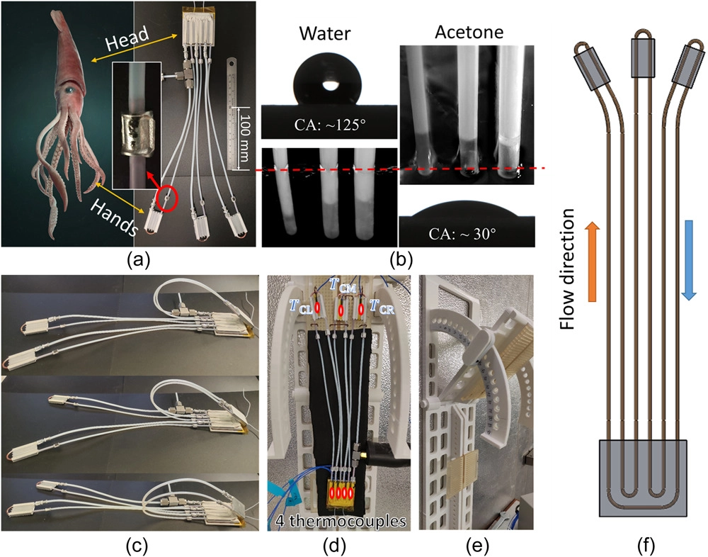 Photos of the (a) squid-like soft heat pipe compared with a squid (the inset photo shows the connection part between the Teflon tube and the copper tube), (b) contact angles (CA) of water and acetone on Teflon and liquid capillary heights in Teflon tubes (the red dashed line indicates the bulk liquid surface), (c) flexibility of different branches of the squid-like soft heat pipe, (d) thermocouple locations of the soft heat pipe, (e) bending shelf, and (f) the heat pipe inner structure.