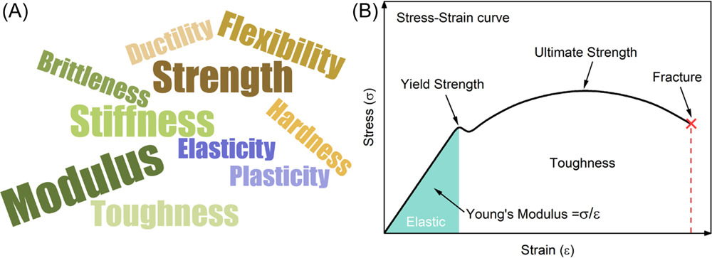The (A) descriptions and (B) quantifications of mechanical properties.
