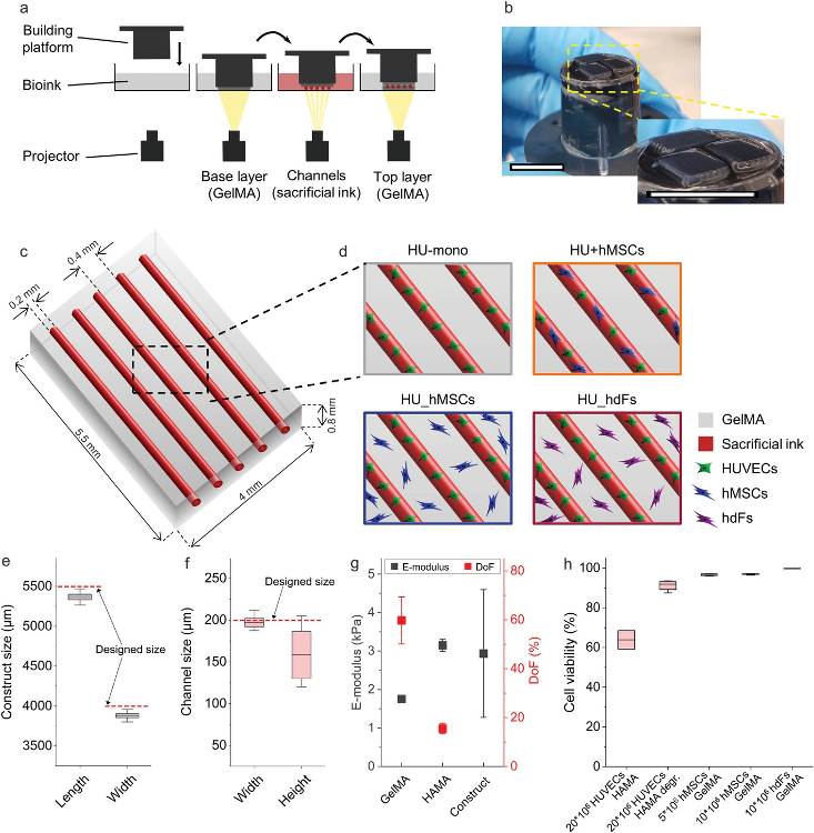 Experimental setup of the 3D-bioprinted vascularized constructs. a) Schematic representation of the printing process with the projection-based stereolithography 3D bioprinting using a multi-material, layer-by-layer printing approach. Hollow channels were generated by enzymatically degrading the sacrificial ink methacrylated hyaluronic acid (HAMA, red) in combination with methacrylated gelatin (GelMA, bulk material, grey). b) Image of constructs after printing on top of the building platform. Scale bars: 10 mm. c) Model of the designed construct with five parallel channels (realized by the printing of sacrificial ink, red) surrounded by a hydrogel (GelMA, grey). d) Illustration of the different investigated cellular arrangements. Printing fidelity of the stereolithographic 3D bioprinter was determined by comparing e) the measured printed hydrogel construct size in length and width and f) the measured channel size in width and height to the designed size in the CAD model (dashed red line, n = 11). g) Both bioink materials and the printed construct properties were characterized by their Young