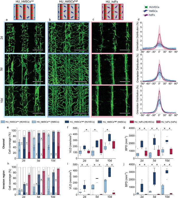 Regulation of microvascular structure formation by altering cell placement, concentration of hMSCs in the bulk, and cell type. Direct comparison of the group a) HU_hMSCslow (light blue), b) HU_hMSCshigh (dark blue), and c) HU_hdFs (magenta) visualized by maximum projection of representative confocal images stained for CD31 (green) for 2, 5, and 10 days post printing. Scale bars: 500 µm. d) Cell orientation analysis within the channel of 2, 5, and 10 days post printing (from top to bottom). Cell coverage (HUVEC coverage = full bar, hMSC/hdF coverage = patterned bar, empty/uncovered area = white bar)), VLD and BPD of the vascular structures in the e–g) channel and in the h–j) invasion region for 2, 5, and 10 days. Statistical significance via Mann–Whitney test (two sided), *p < 0.05, n = 5.