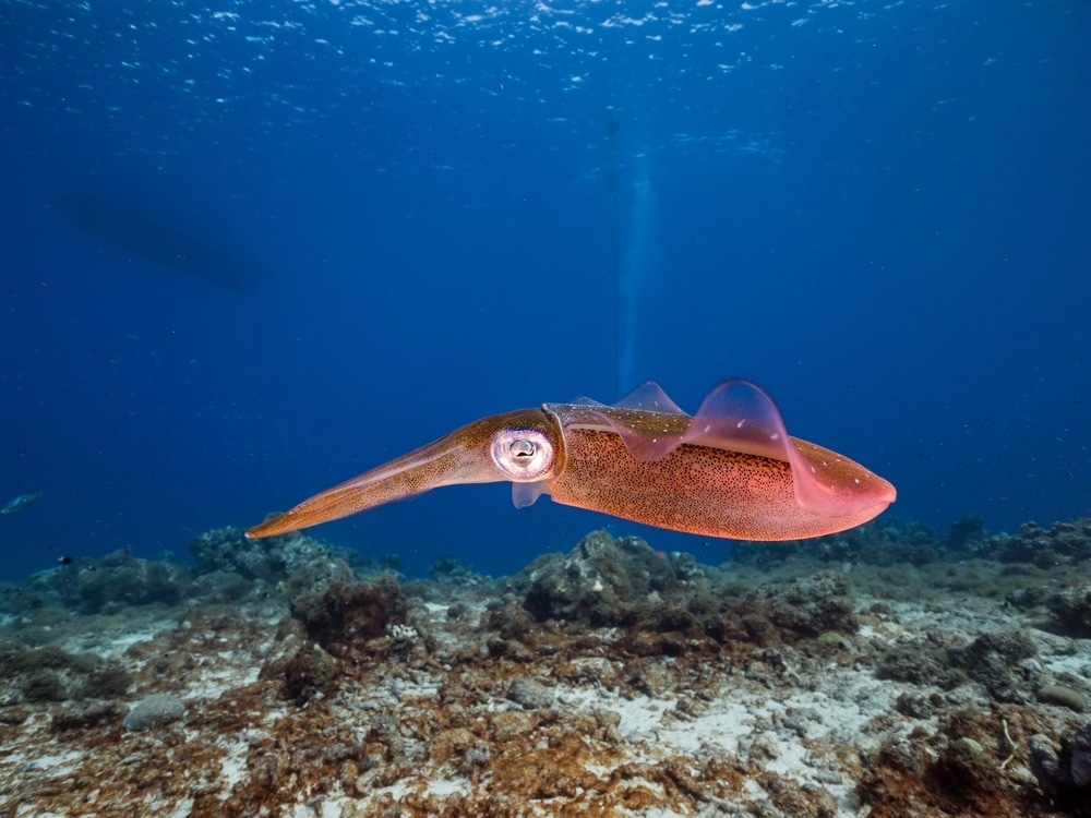Squid Tissues Used to Create Flexible Hydrogels
