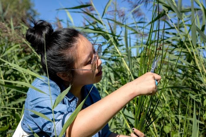 University Student Designs Self-Powered Sensor from Plants