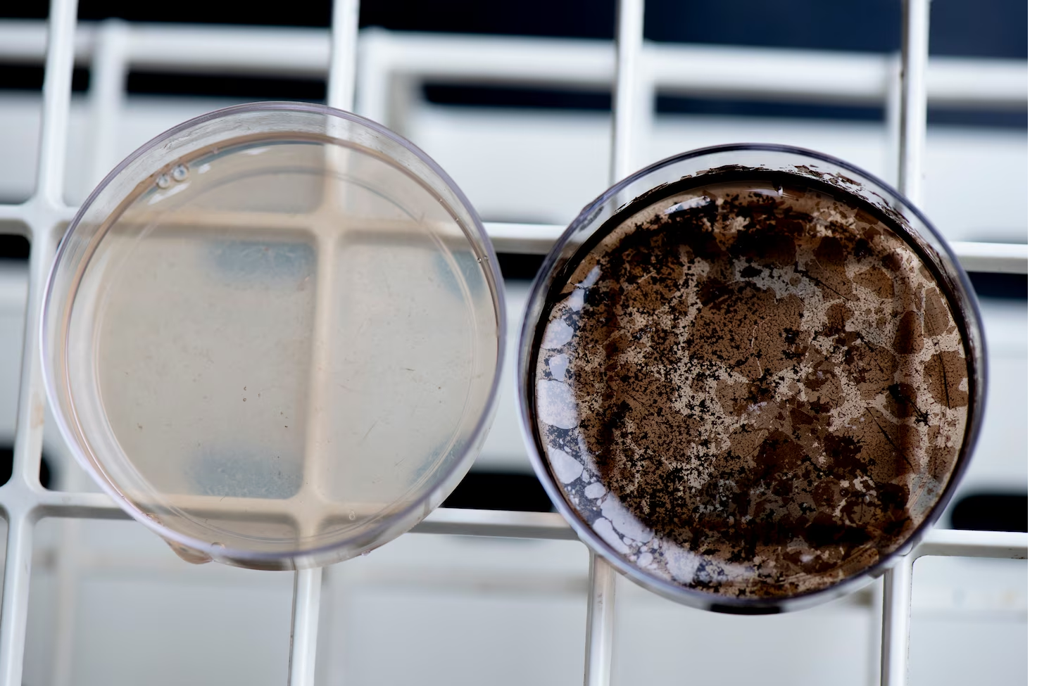 The Search for Melanin Variants with Novel Physico-Chemical Properties