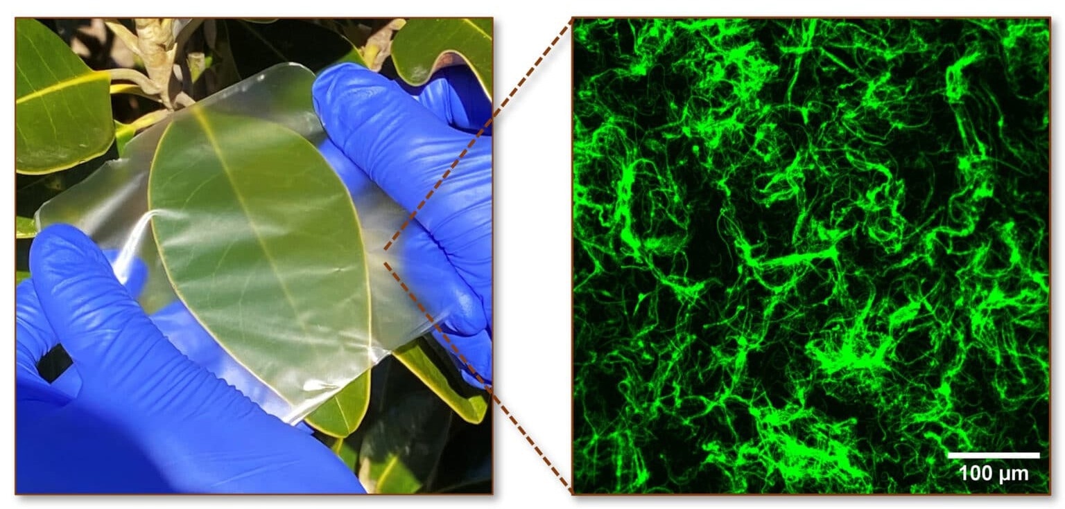 Biopolymer Composite Films as Multifunctional Plastics Substitute