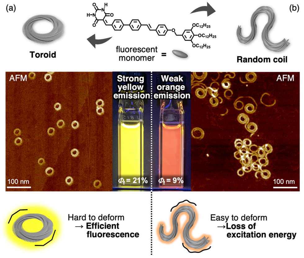 Randomly Coiled and Toroidal Supramolecular Polymers