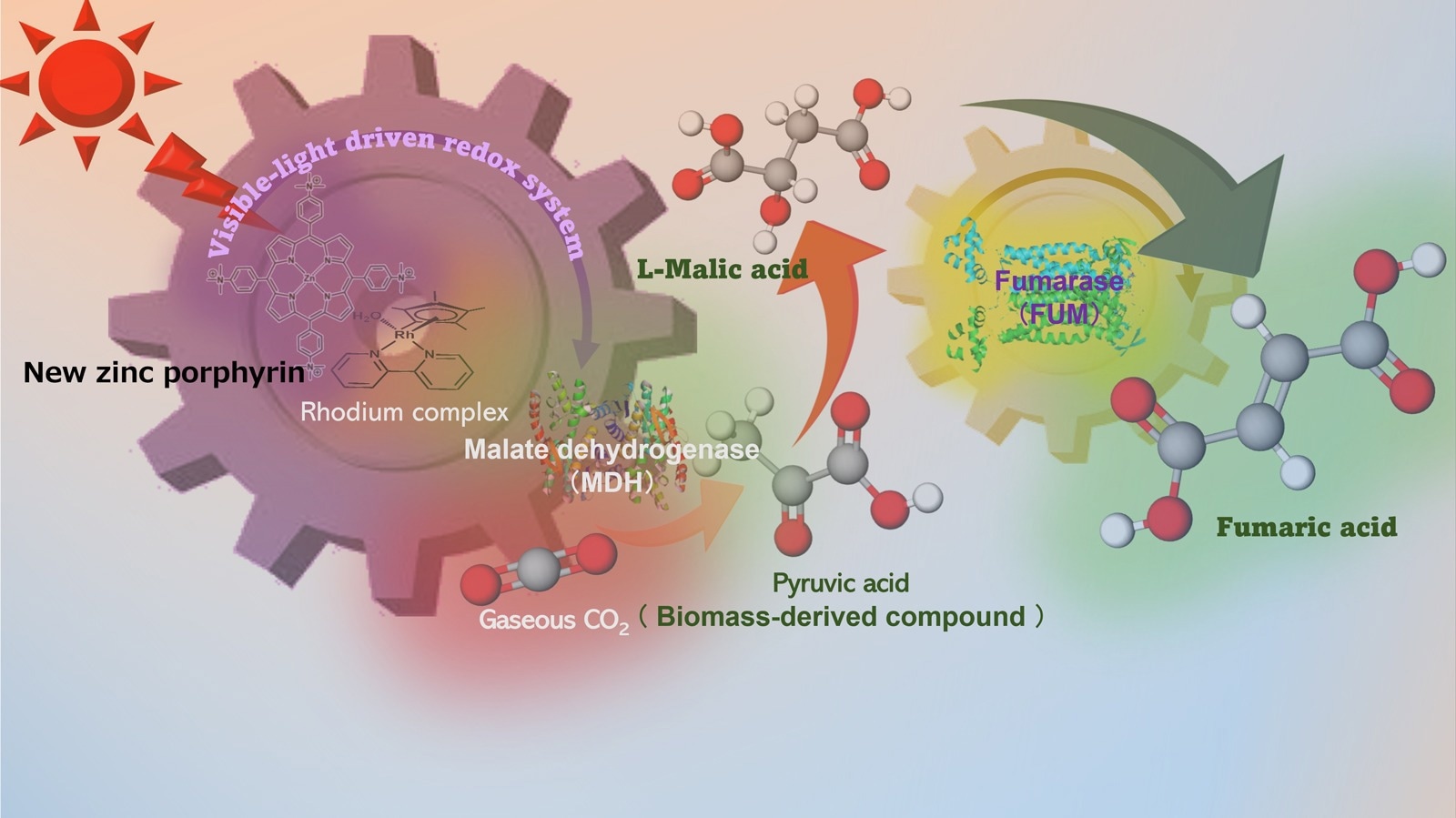 A Novel and Efficient Method for Making Fumaric Acid