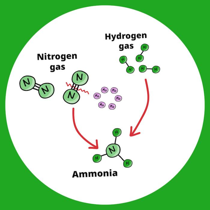In this study, ultrasmall molybdenum (Mo) metal particles were used to help break the triple bonds between nitrogen atoms in nitrogen gas (N2) at lower than standard temperatures and pressure, thus allowing "greener" ammonia production that requires les energy. Image Credit: Song et al., doi 10.1117/1.JBO.29.S2.S22703