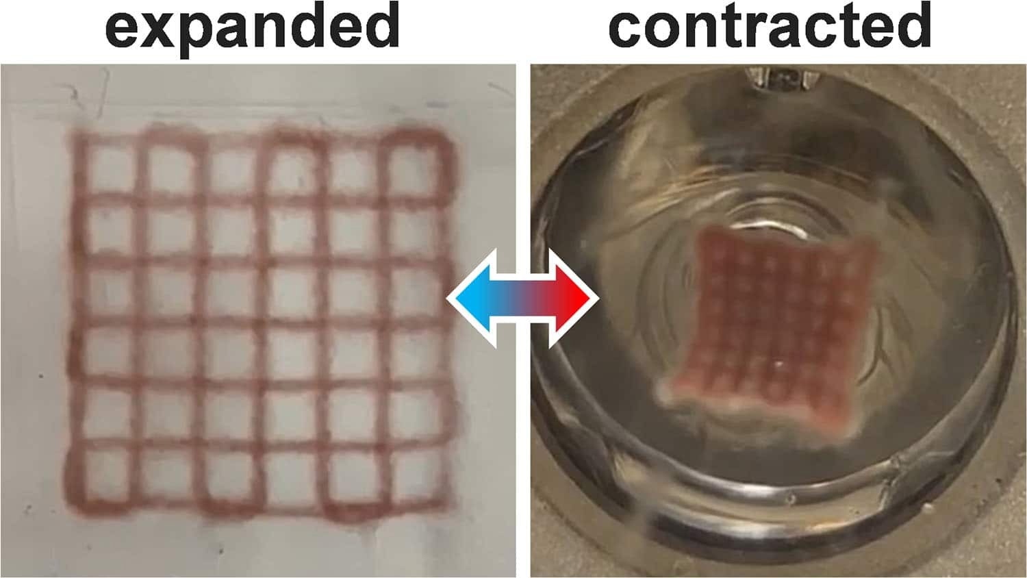 3D-Printed Hydrogels as Photothermal Actuators