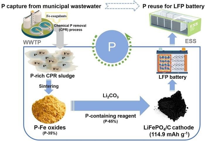 phosphorus (P) scarcity