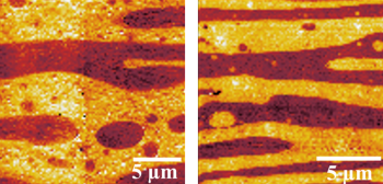 Nano-Scale Insights into the Optimization of Bioplastic Blends
