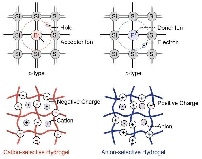 Cation- and anion-selective hydrogels are the ionic equivalents of p- and n-type electronic semiconductors.