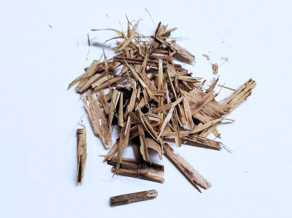 reed canary grass