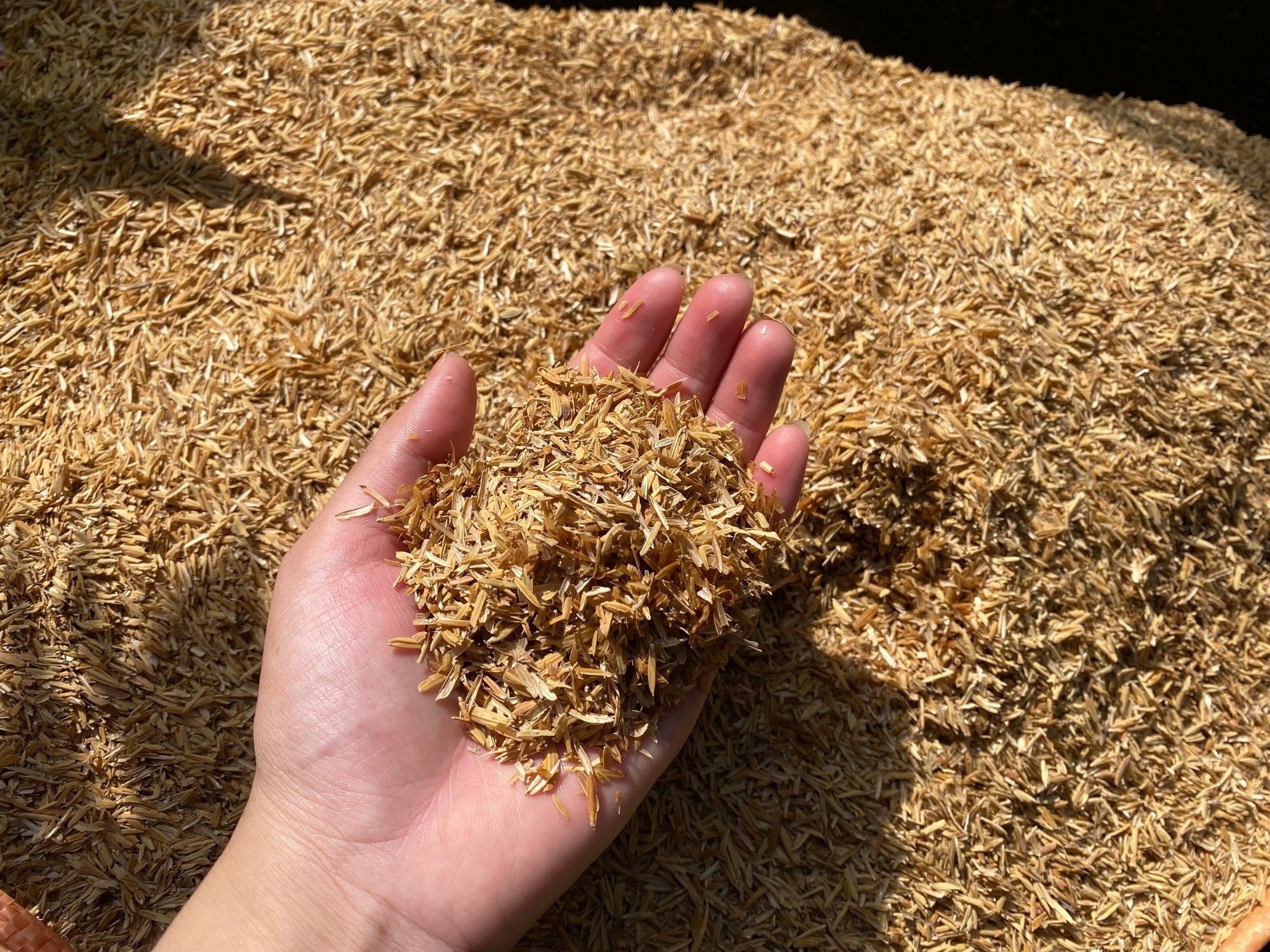 Rice husk