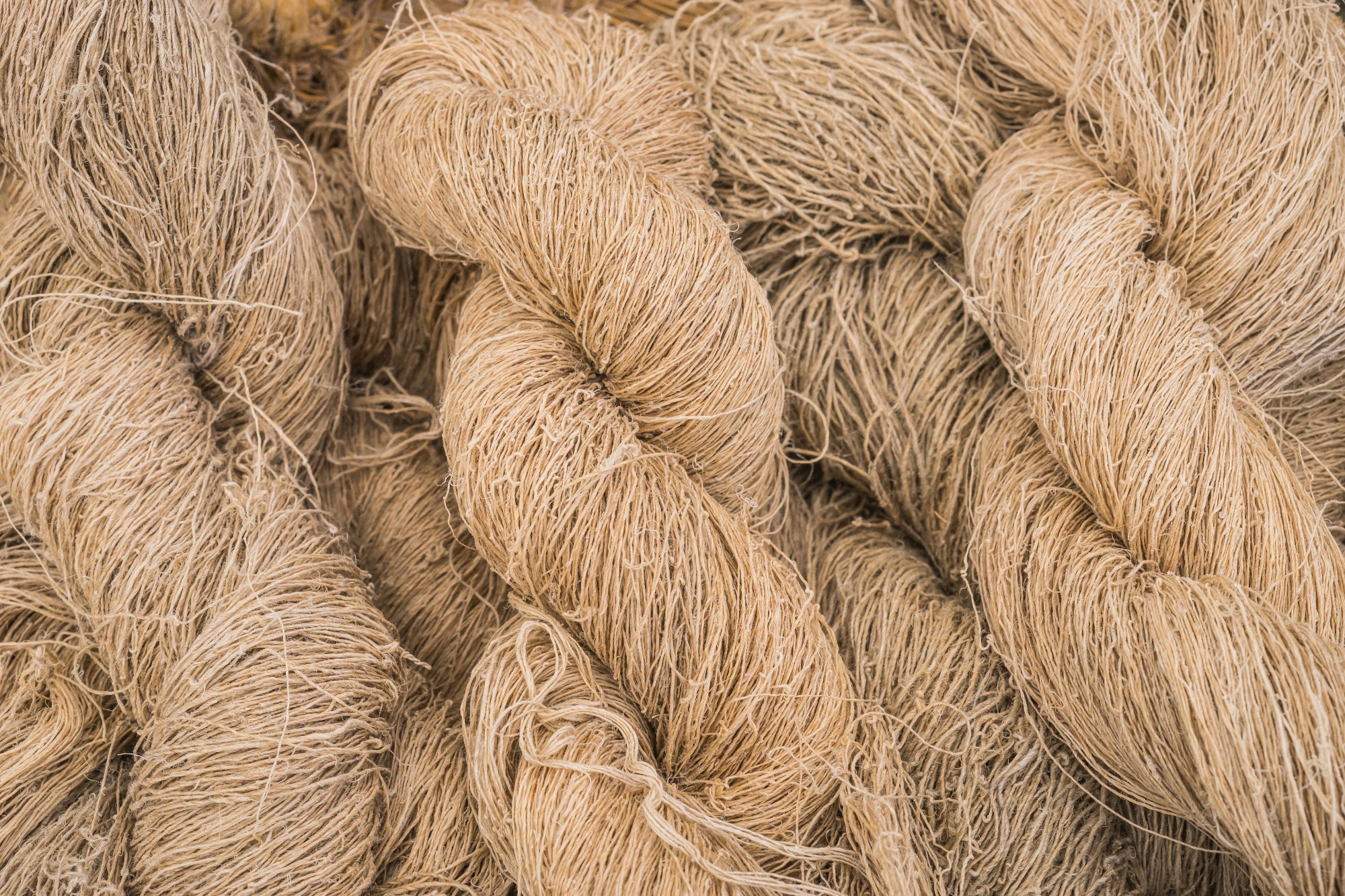 Close-up of bundles of raw hemp fiber