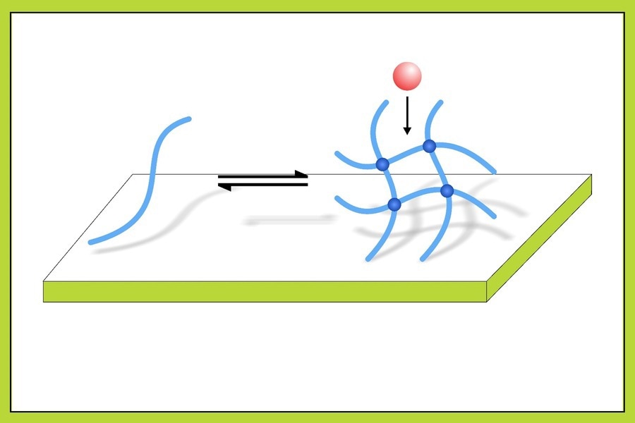 cross-linking” protein fibers (blue strand) from mucin and mussel-inspired polymers