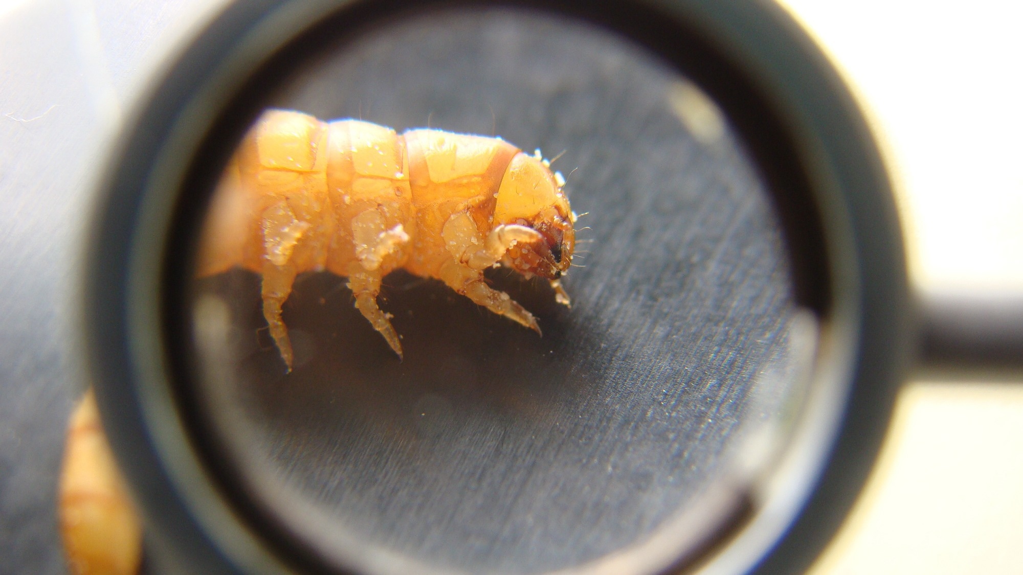 Image if a mealworm under a magnifying glass.