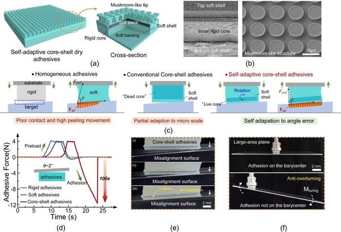 (a) The entire structure and cross section of the macroscopic core-shell adhesives; (b) The section morphology of the core-shell adhesives; (c) A brief description of the mechanism of the core-shell adhesives; (d) The adhesion performance of the core-shell adhesives under misalignment situation (2°); (e) Demonstration of the self-adaptation and anti-overturning property of the core-shell adhesives.