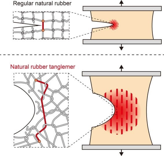 Harvard Engineers Develop Super-Resistant Natural Rubber for Enhanced Durability
