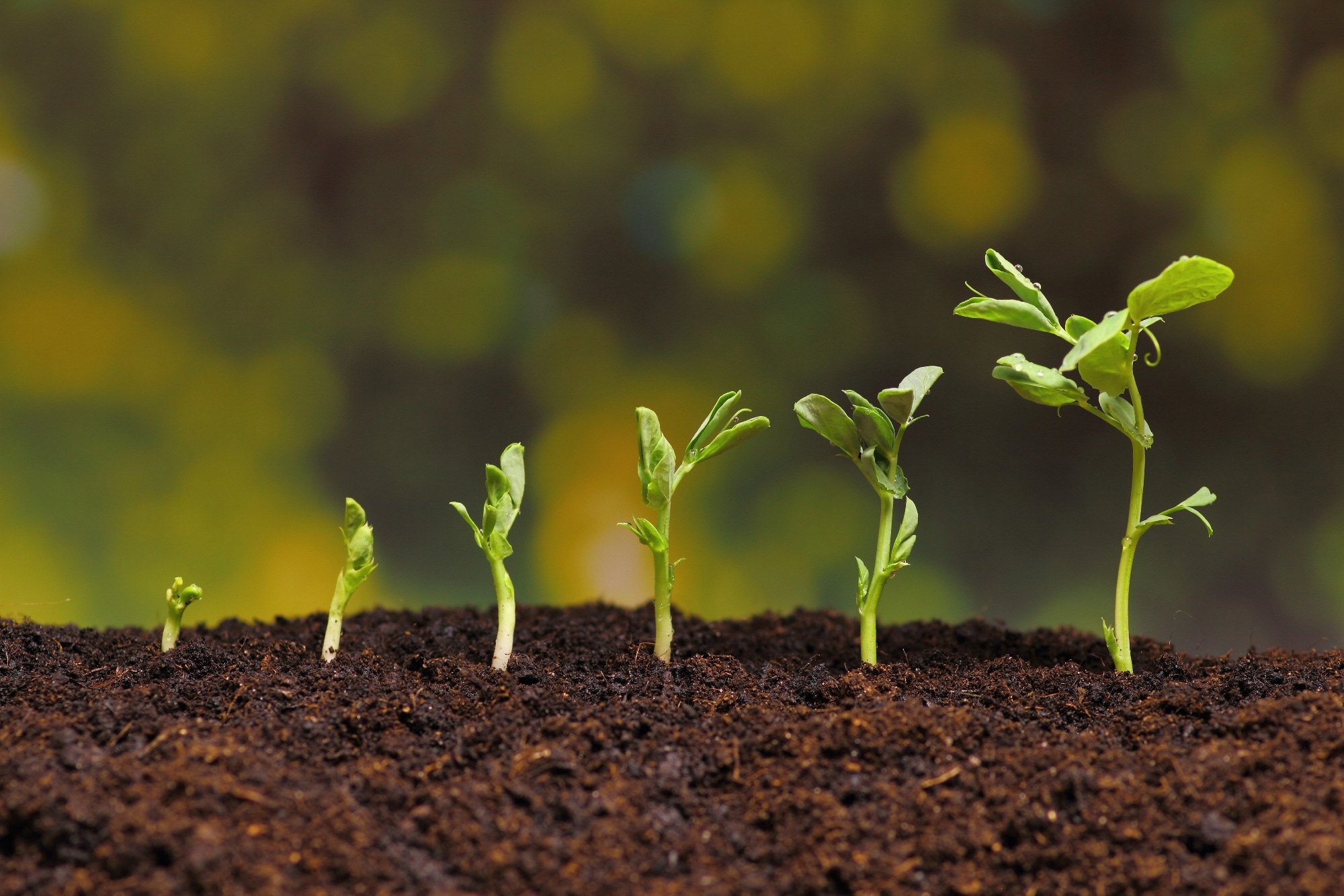Image of six pea shoots growing at different roots in deep brown soil against a green blurred background.