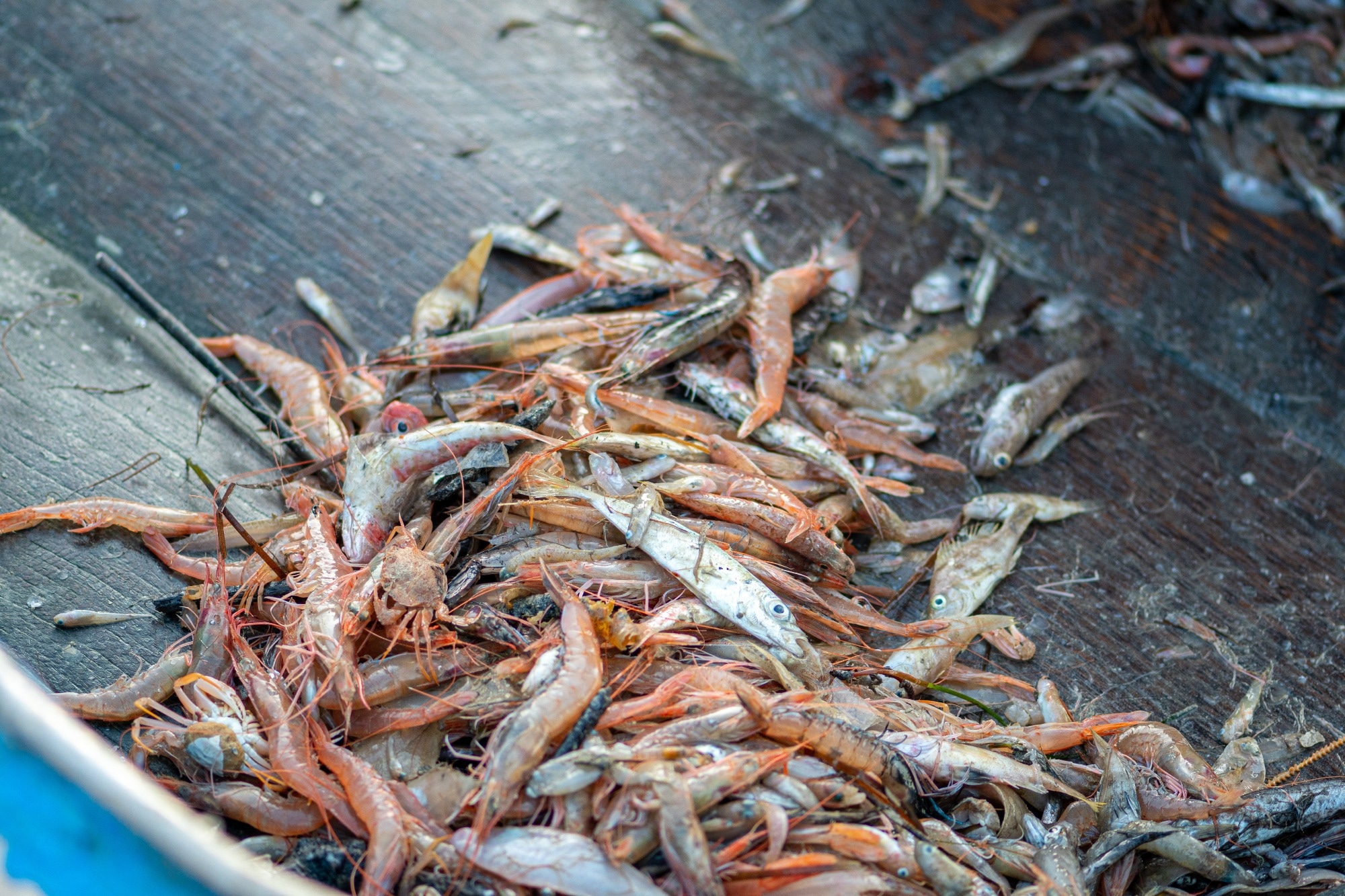 Various freshly just caught fish on a fishing wooden boat being selected by a fisherman and ready to be sold at the fish market.