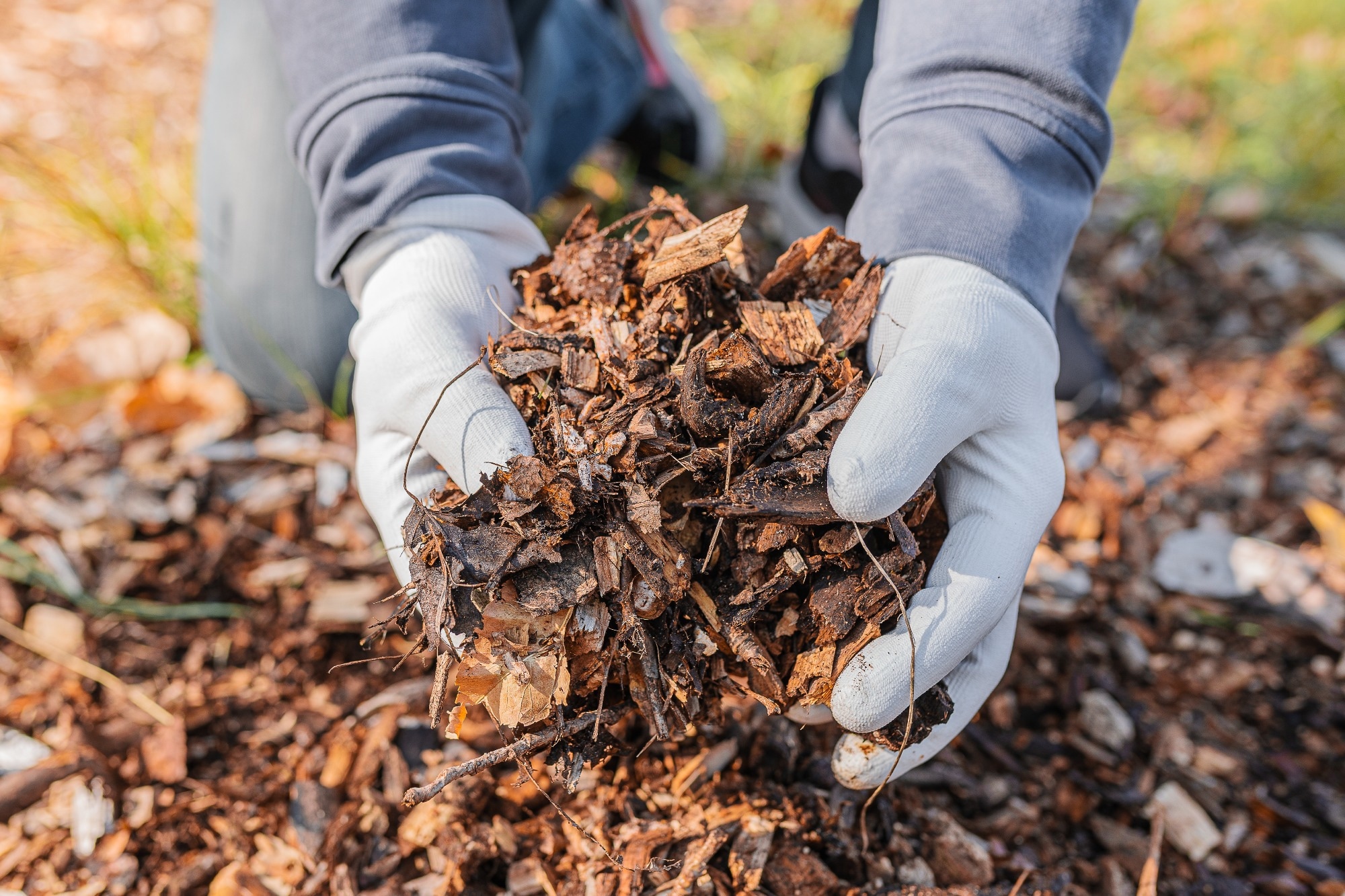 A gardener holding a pile of plant based material in gloved hands.