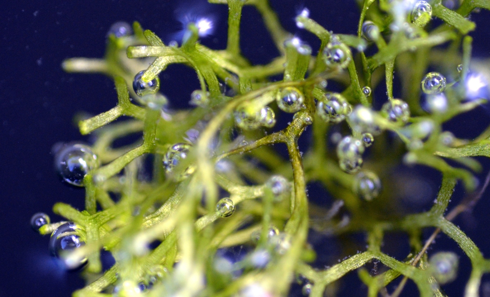 Microbubbles Behind Algae CO2 Conversion Breakthrough
