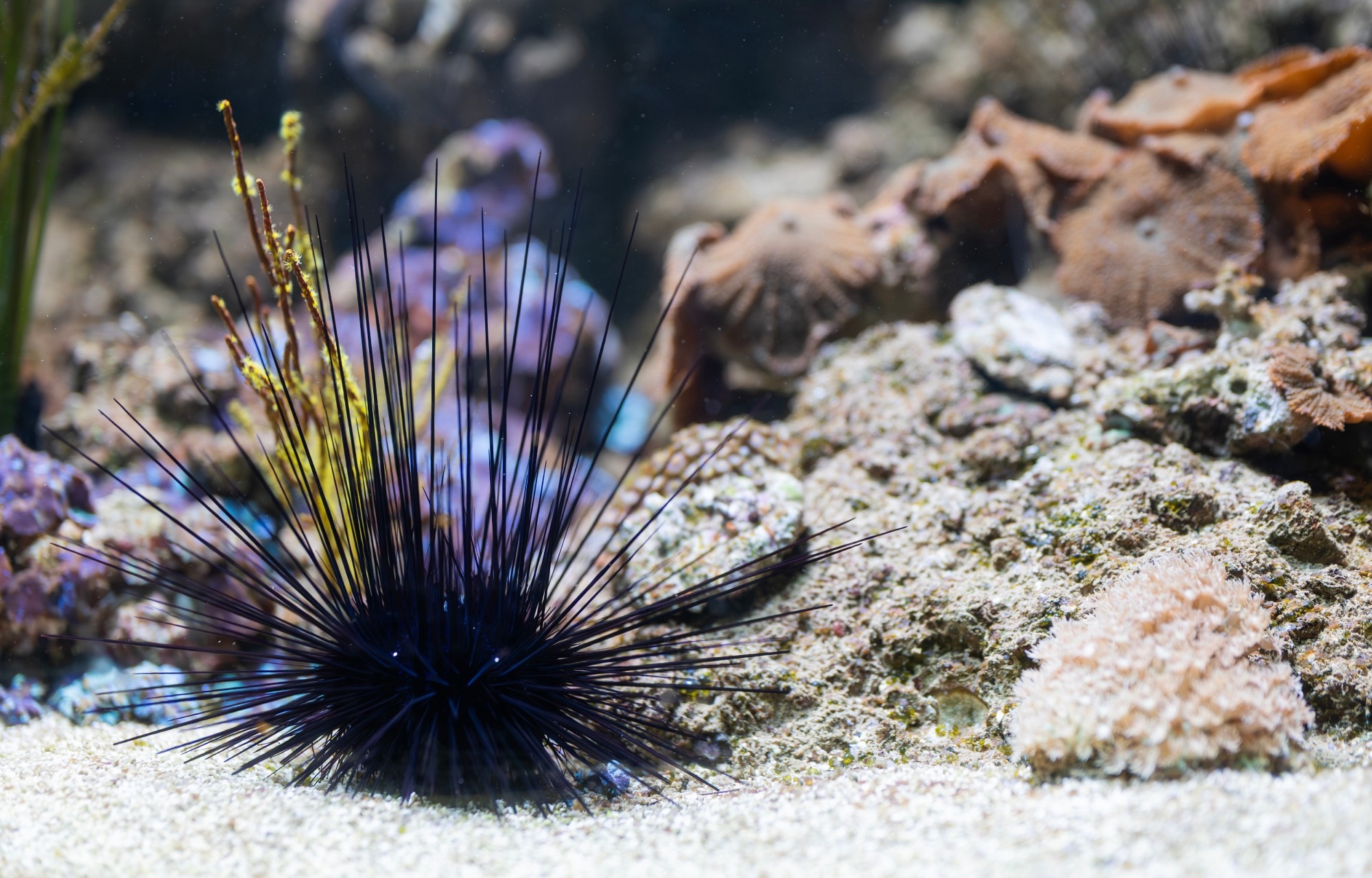 Novel 3D Printable Smart Materials Inspired by Sea Urchins